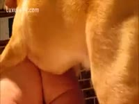 Brown doggy concupiscent to fuck a cum-hole